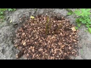 Первые шаги органического земледелия. В гостях у Маши