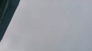 Николаевские голуби. Тренировка 17.11.20г.