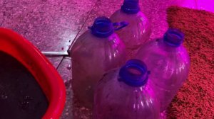 Промывка грунта комнатных цветов