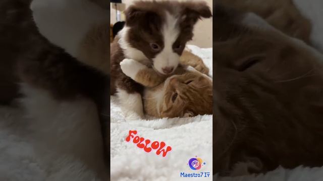 🐶 Поддержка психологического здоровья 😸