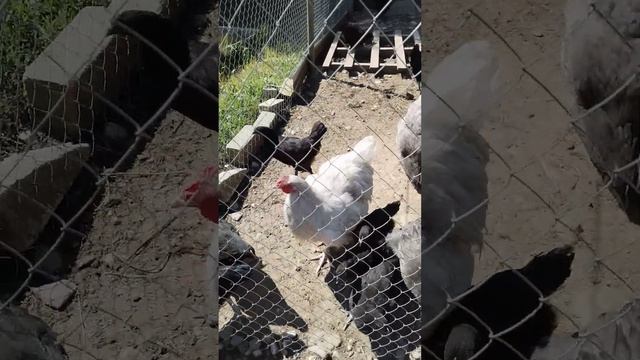 Обзор кур Барковская барвистая😊