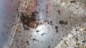 Carebara diversa