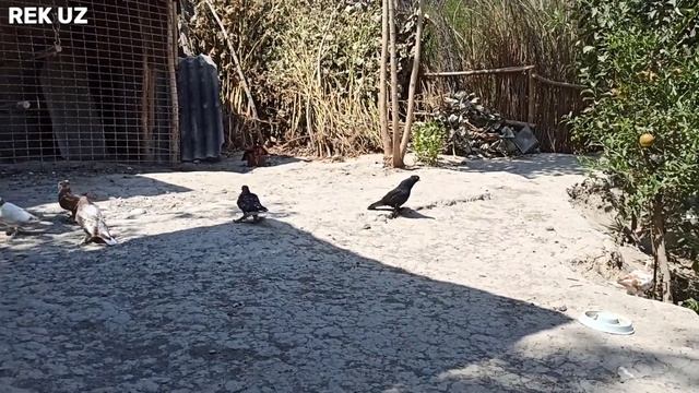 УЧМА КАБУТАРЛАР СОТИЛАДИ +998979975049 UCHMA KABUTARLAR Fly Pigeons Летает Голубей