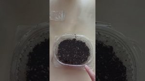 Венерина мухоловка из семян. Первый этап на пути к расточкам 🤗