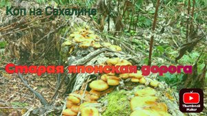 Коп на Сахалине. Старая японская дорога.