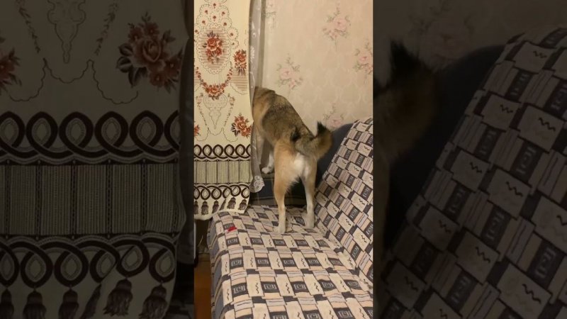 Ли́са в шоке #хаски #щенок #собака #домашниеживотные #БрюликиЛиска #dog