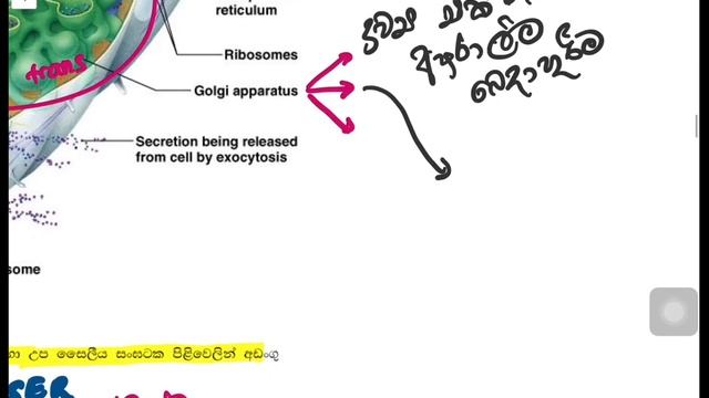 ORGANELLE & FUNCTIONS- සෛලිය පදනම -ජීව විද්යාව -MCQ discussions