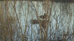 подсадная утка