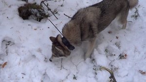 Охота на куницу капканами. Сезон 24-25г. / ПРОВЕРИЛ ВСЕ КАПКАНЫ.