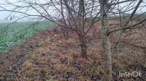 Один декабрьский день со мной на даче,08.12.24