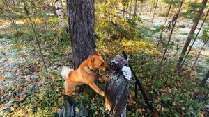 ОХОТА НА БОРОВУЮ ДИЧЬ С КФЛ. ОСЕНЬ 2024.