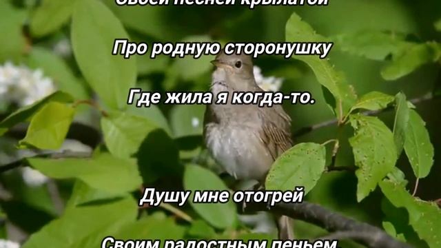 Соловей