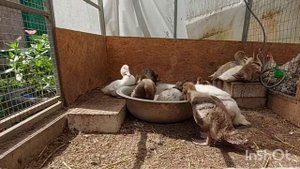 Причины расклёва у мускусных уток.