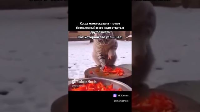 Хороший кот)