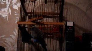 Попугай Петя