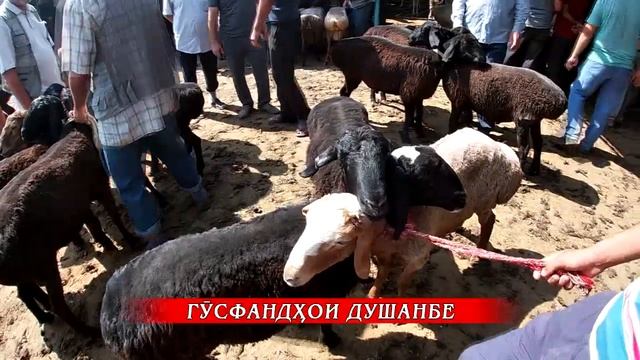 20000с 😱 Нархи гусфандхои Афғони. #МолбозориХучанд #Обуна_шавед_дустон