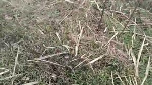 Ловля птиц на ОС сеть пролетку