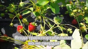 Урожайный сорт ремонтантной клубники Флорида бьюти