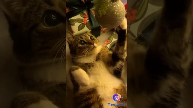 😸 Кот играет с ёлочной игрушкой