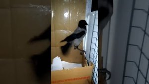 Ручная ворона в плохом настроении