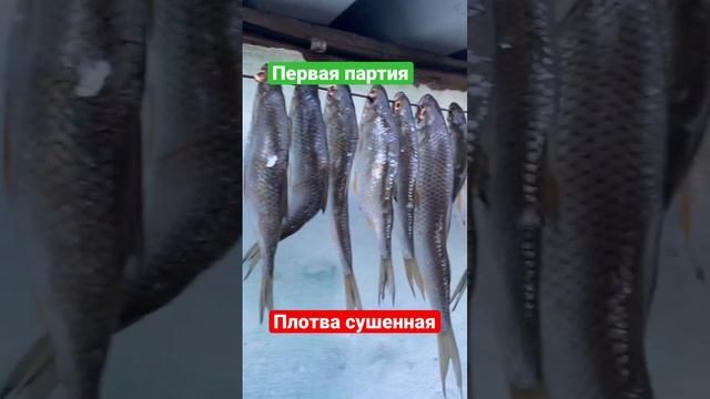 Весенняя плотва. Плотва сушенная #fishing #рыбалкаудалась