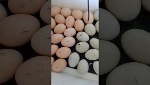 20 день инкубации, первые наклевы