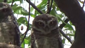 Мохноногий сыч - Tengmalm's Owl