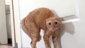 Смешные видео испуганные кошки мяу мяу Приколы