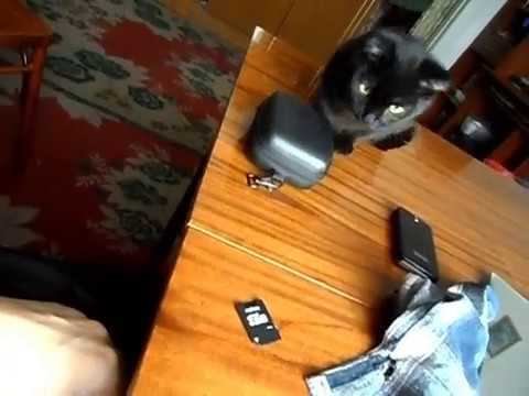 Приколы с кошками.