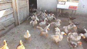 Кури гуси утки