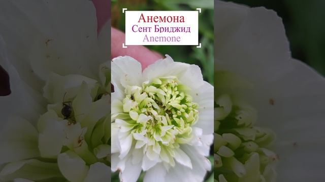 Анемона корончатая белая - Сент Бриджид.🌼