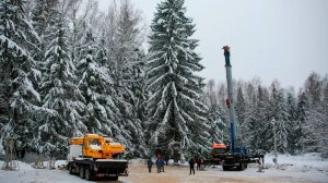 Главную новогоднюю ель страны срубили в России