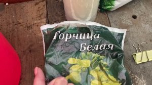 Посев сидератов в теплице. Февраль 2022