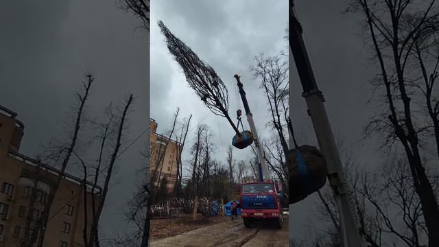 Часть 4 Максимально возможный размер дерева, которое можно посадить