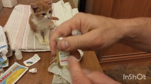 У кота отказали ноги.