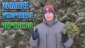 🌲 Размножаем ТУИ черенками в ДЕКАБРЕ: простой способ получить 🌱 саженцы туи к весне 🌞