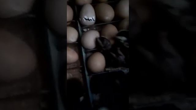 Царская птица, начало. Часть 1