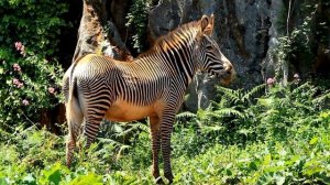 ИНТЕРЕСНЫЕ ФАКТЫ О ЗЕБРАХ