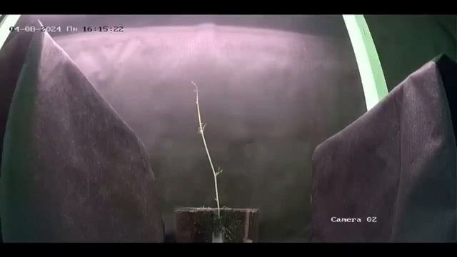быстро растущие растения