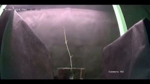 быстро растущие растения