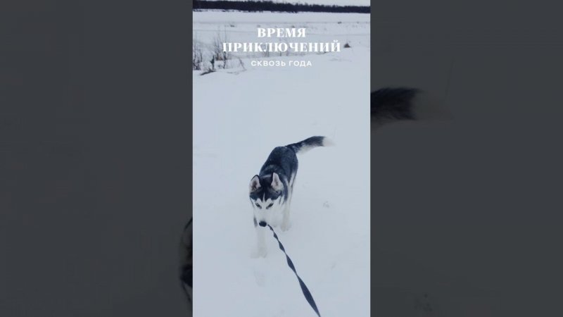 Сквозь года  #хаски #собака #брюликилиска #щенок #dog #puppy #funnydogs