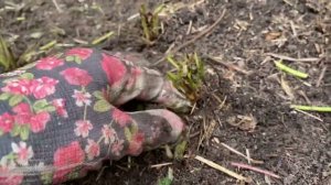 Земляника садовая. Обрезка.