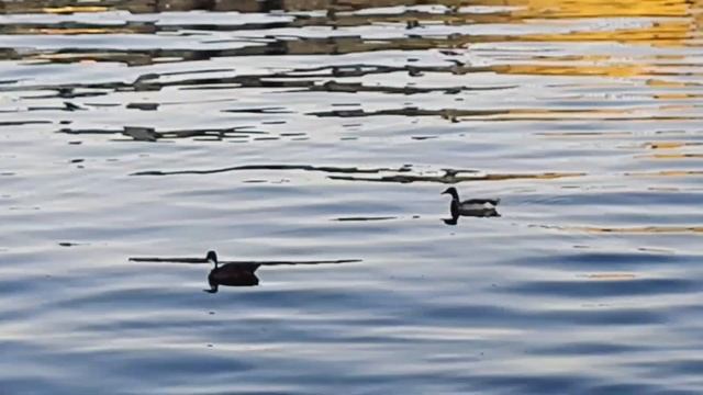 Уточки #кря #кря_кря #природа #релакс #утки #уточки