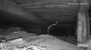 Это куница или хорёк?