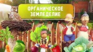 Посадка картофеля в приподнятую гряду