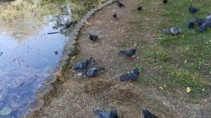 ИЗ ЖИЗНИ ГОРОДСКИХ ПТИЦ