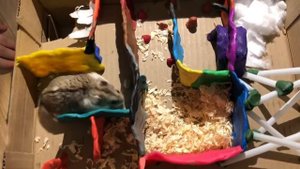 Хомяк проходит полосу препятствий . Лабиринт для хомяка . Хомяк проходит лабиринт . Лабиринт и Перс