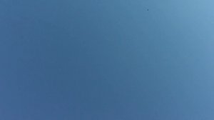 Голуби Свердловские высоколётные.Пошла жара.тел.9122815080