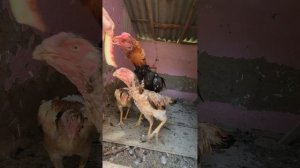 бойцовая птица - Пуля и супер куры (Бойчатник_Мюрего) #птица #дагестан #ферма #ошамо #oshamo