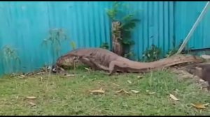 komodo attack eating cat alive